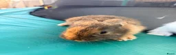 Mixed Breed rabbits for sale: Bunnies  in Newark - Advert 9