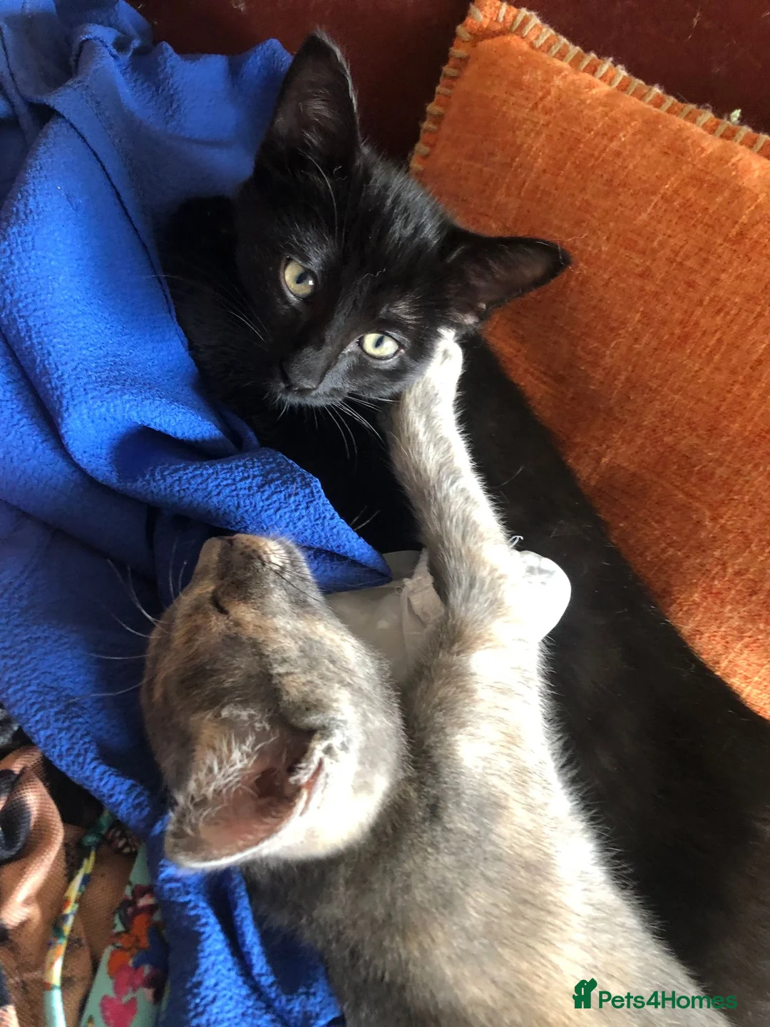 Mixed Breed cats for sale: Our Russian Dolls – Russian Blue × Ragdoll Kittens - Advert 2