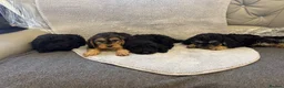 Cockapoo dogs for sale: Cockerpoo puppies - Advert 28