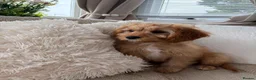 Cavapoo dogs for sale: CAVAPOO  - Advert 1