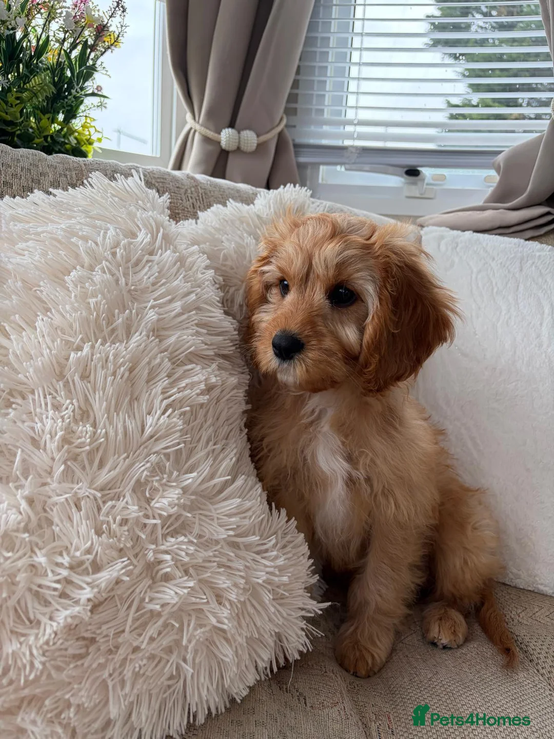 Cavapoo dogs for sale: CAVAPOO  - Advert 1