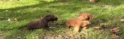 Cocker Spaniel dogs for sale: Working Cocker spaniels for sale - Advert 3