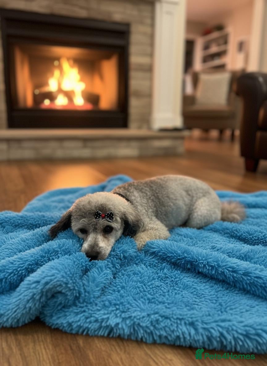 Miniature Poodle dogs Silver for stud  - Advert 2