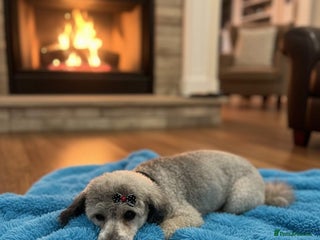 Miniature Poodle dogs Silver for stud - Advert 3