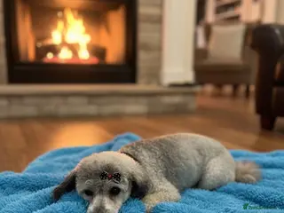 Miniature Poodle dogs Silver for stud - Advert 3