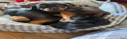 Miniature Dachshund dogs for sale: Beautiful Miniature Dachshund Puppies in Rugeley - Advert 7