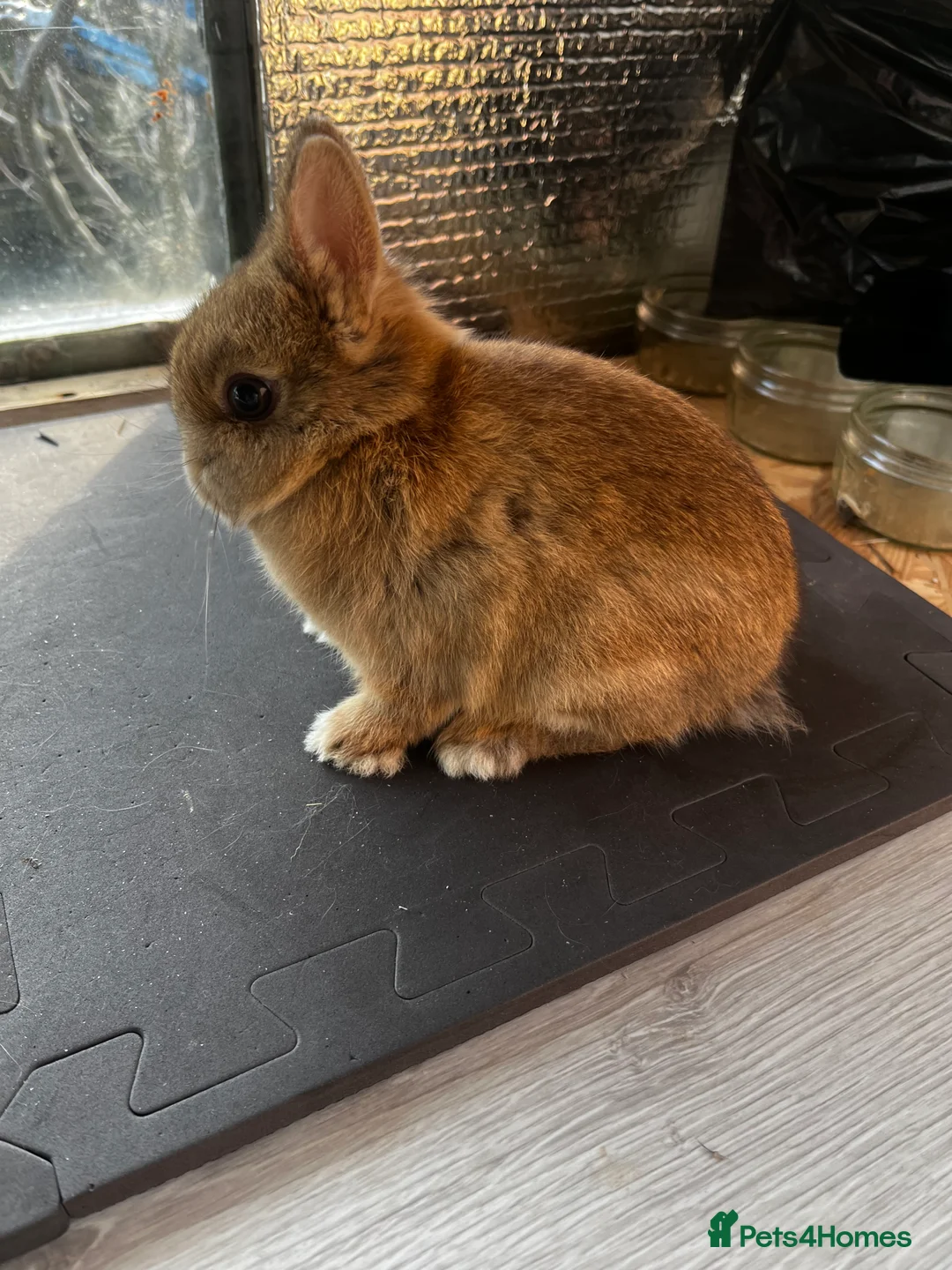 Netherland Dwarf rabbits for sale: Two female netherland dwarfs for sale - Advert 6