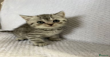 British Shorthair cats - Advert 11