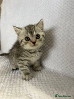 British Shorthair cats - Advert 11