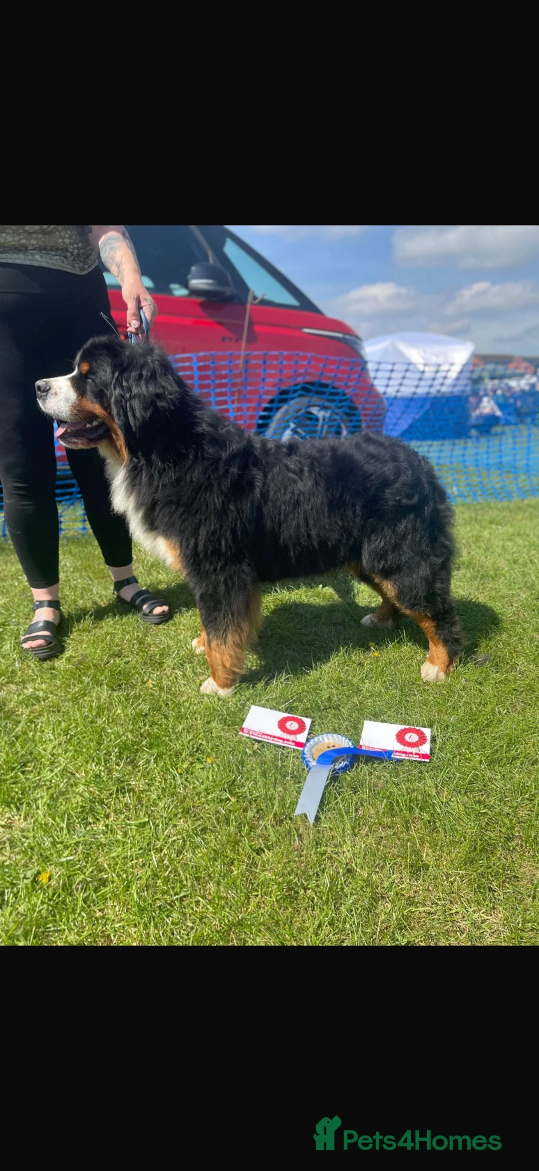 Bernese Mountain Dog dogs for stud: Outstanding Bernese mountain dog STUD in Chesterfield - Advert 2