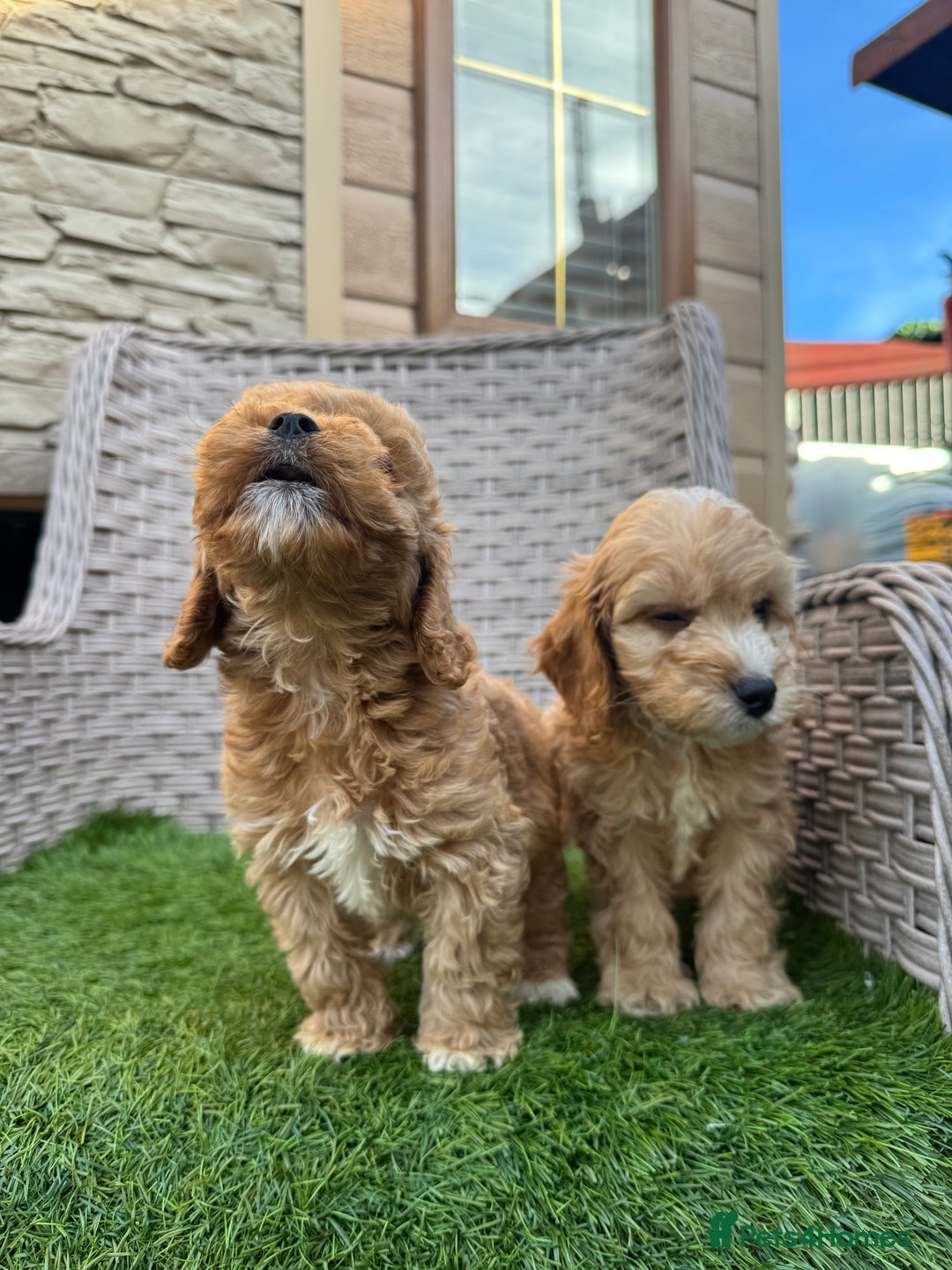 Cockapoo dogs for sale: F1 pra clear Cockapoos  - Advert 1