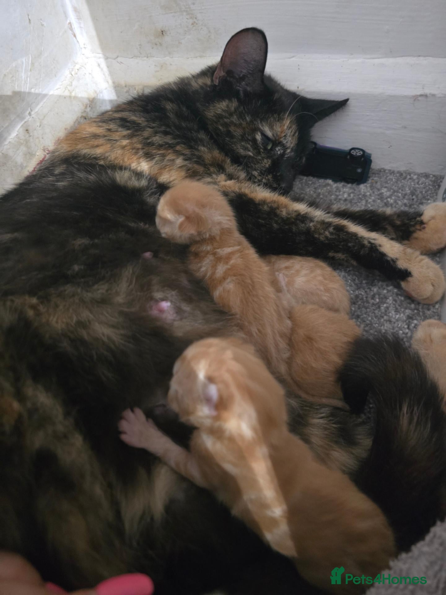British Shorthair cats 4 kittens Ginger & Tabby Ready for new Homes - Advert 1