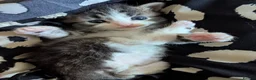 Mixed Breed cats for sale: Beautiful kittens  - Advert 9