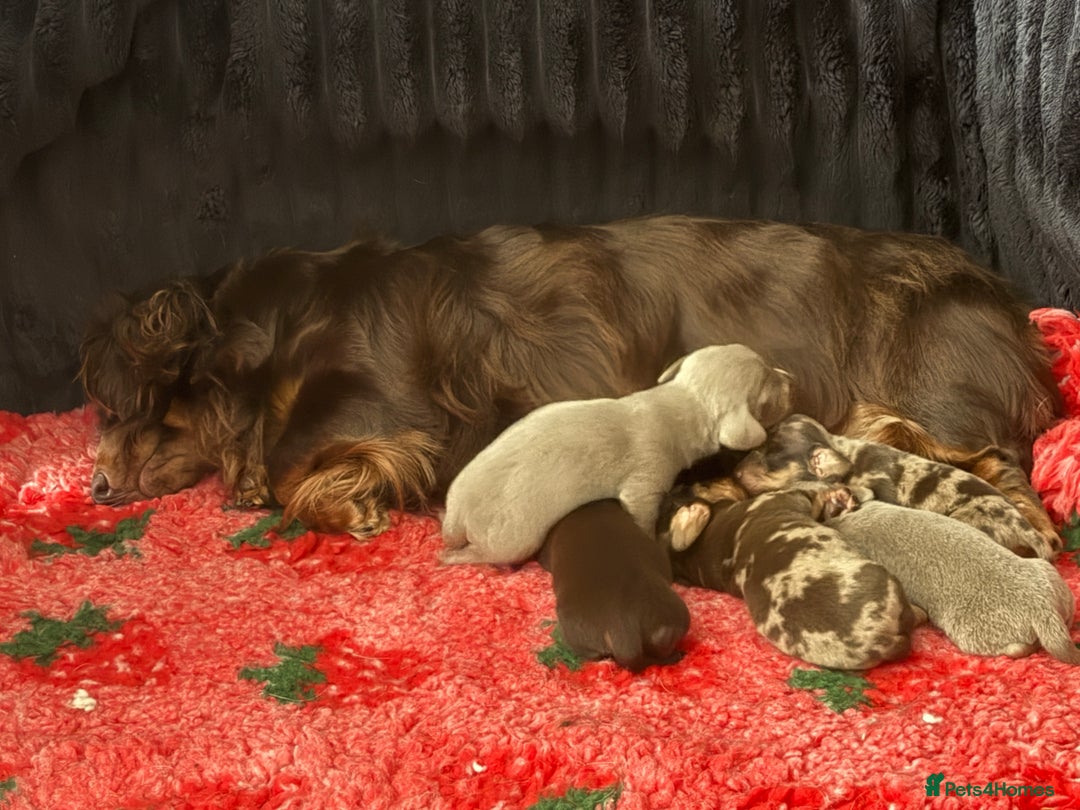 Miniature Dachshund dogs for sale: Stunning little boys - Image 14