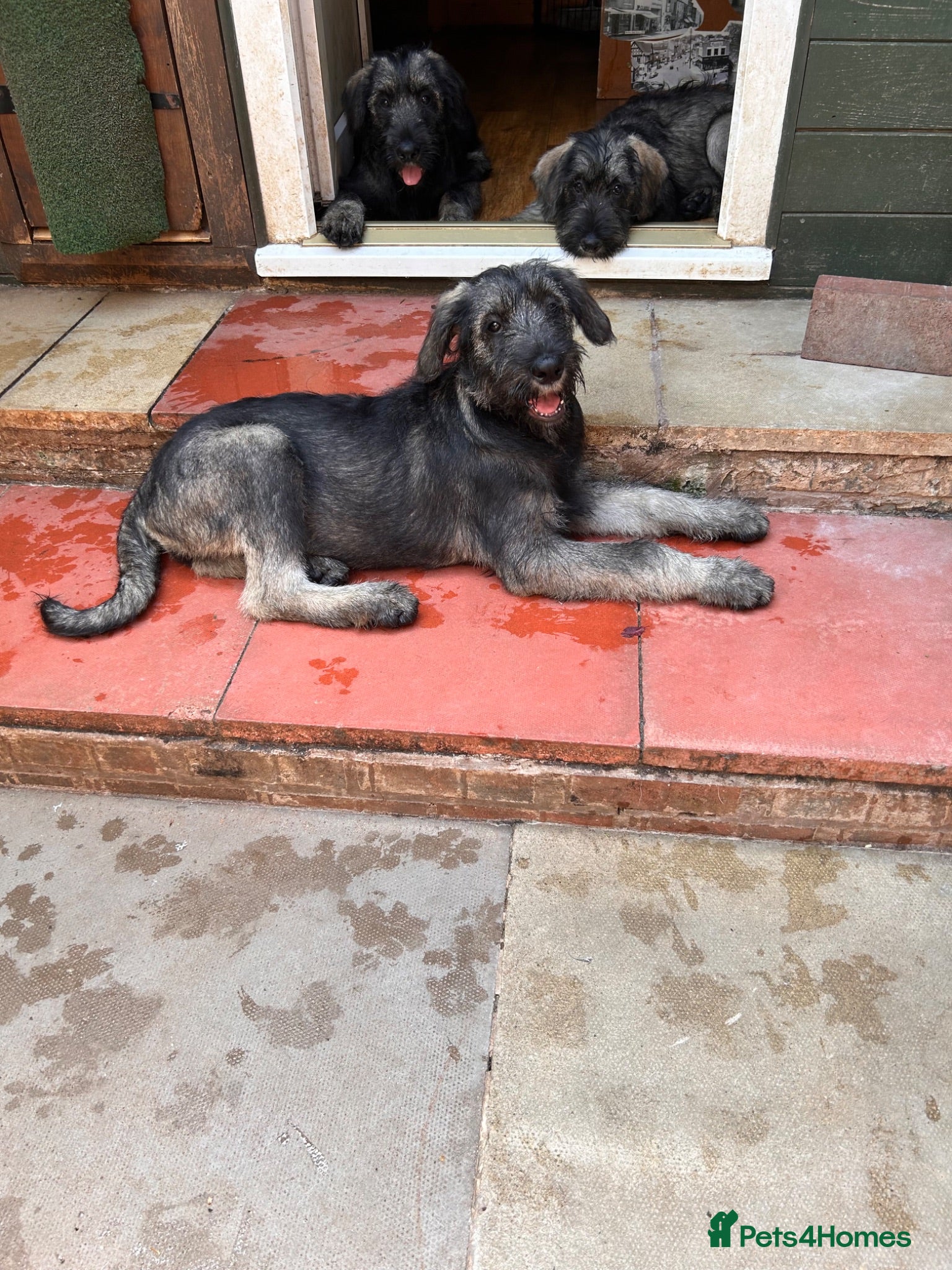 Giant Schnauzer dogs Fully vaccinated giant schnauzer puppies P/S - Advert 3