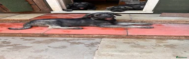 Giant Schnauzer Puppy 4