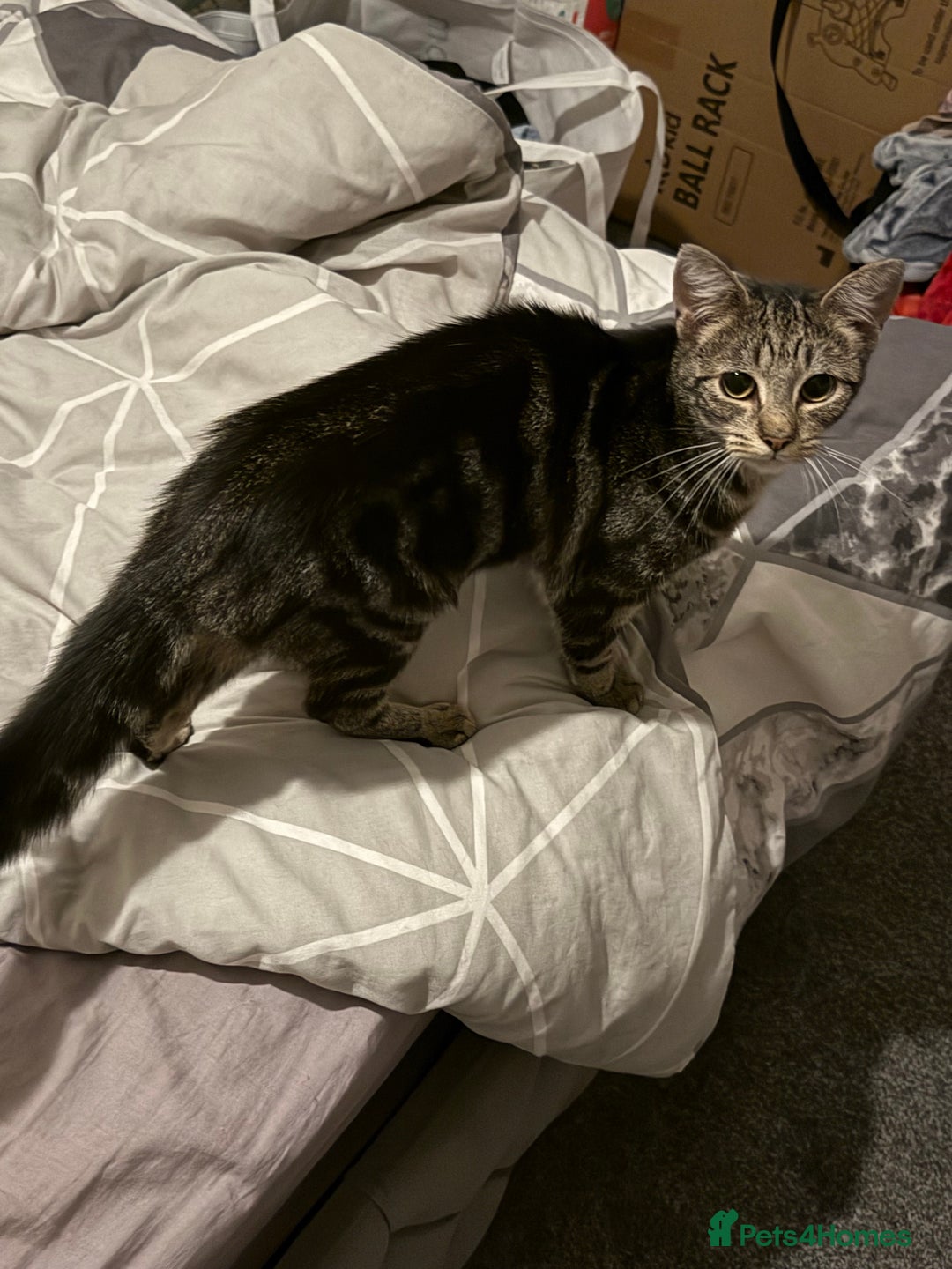 British Shorthair cats for sale: Taz & Tigger  - Advert 1