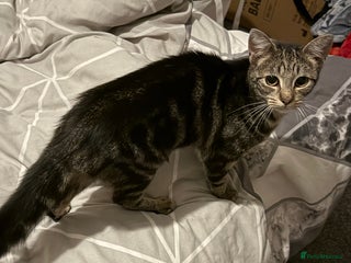 British Shorthair cats Taz & Tigger - Advert 1