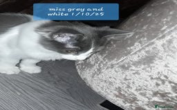 Ragcoon cats for sale: FINAL REDUCTION £300  Stunning, chunky ragcoons  - Image 4