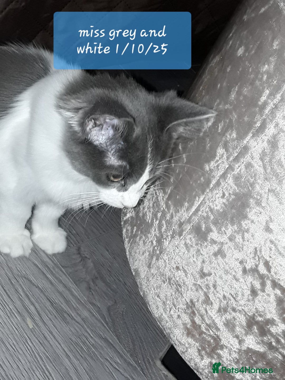 Ragcoon cats for sale: FINAL REDUCTION £300  Stunning, chunky ragcoons  - Image 4