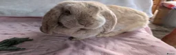 French Lop rabbits for sale: Bonded Pair of Female French Lop Rabbits - Advert 3