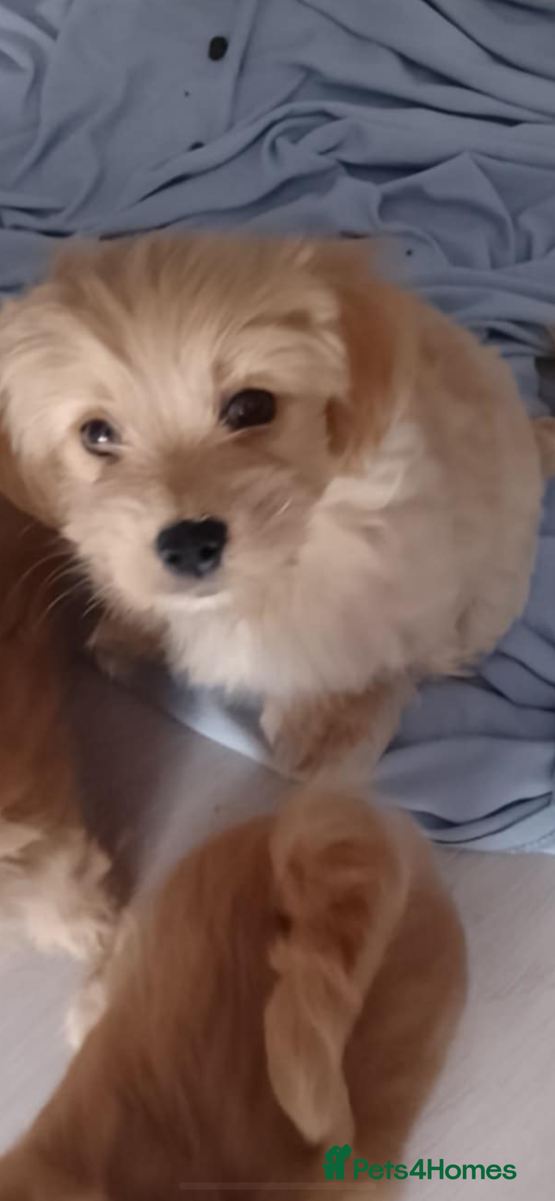 Maltipoo dogs for sale:  multipoo - Image 11
