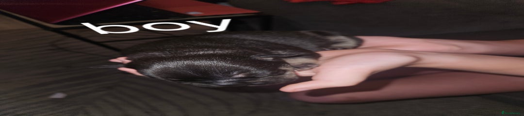 American Bully Puppy 5