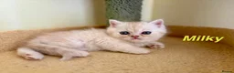 Exotic cats for sale: Beautiful Persian Exotic Kittens - Advert 12