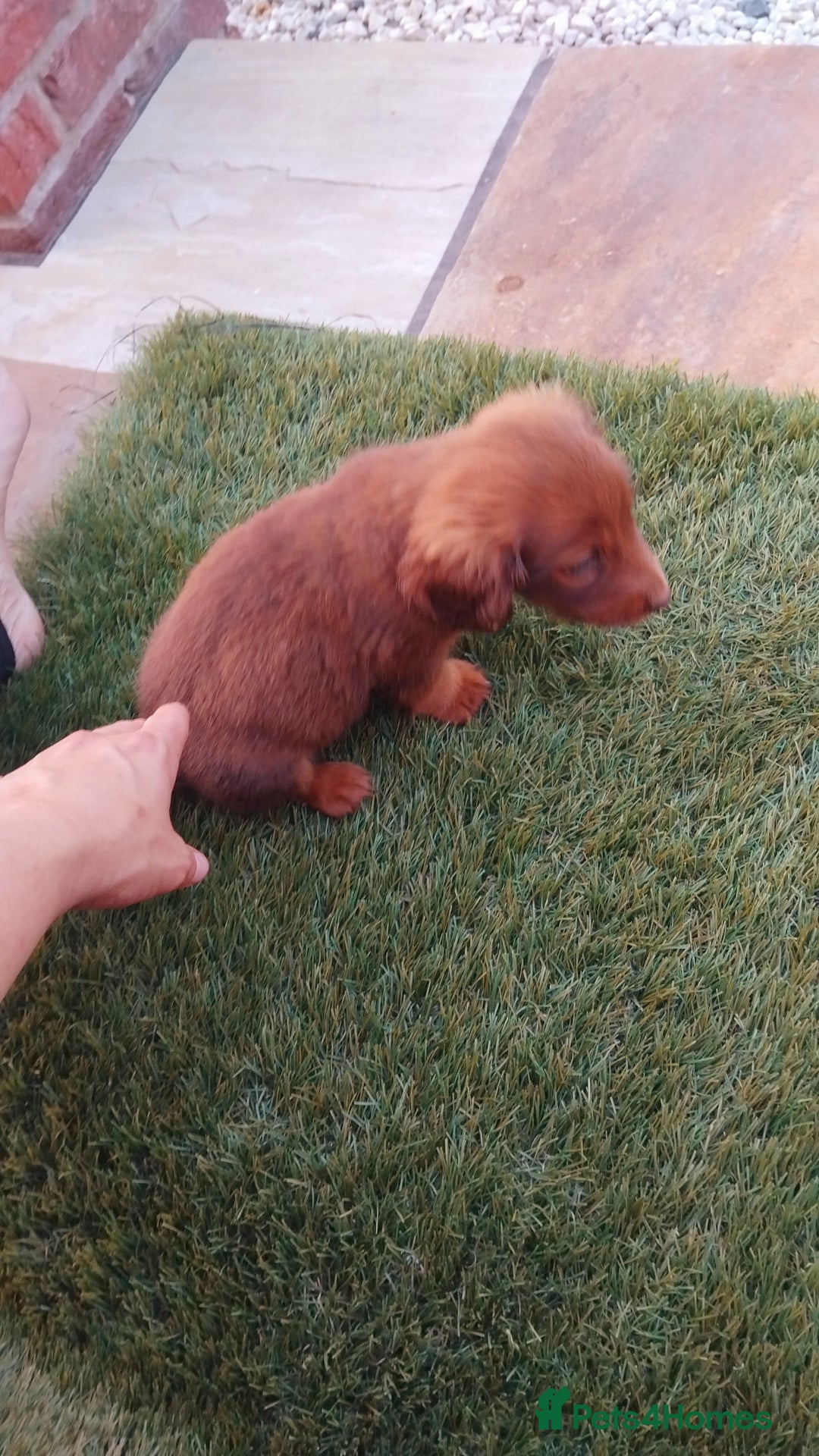 Miniature Dachshund dogs for sale: Daschund  - Image 9