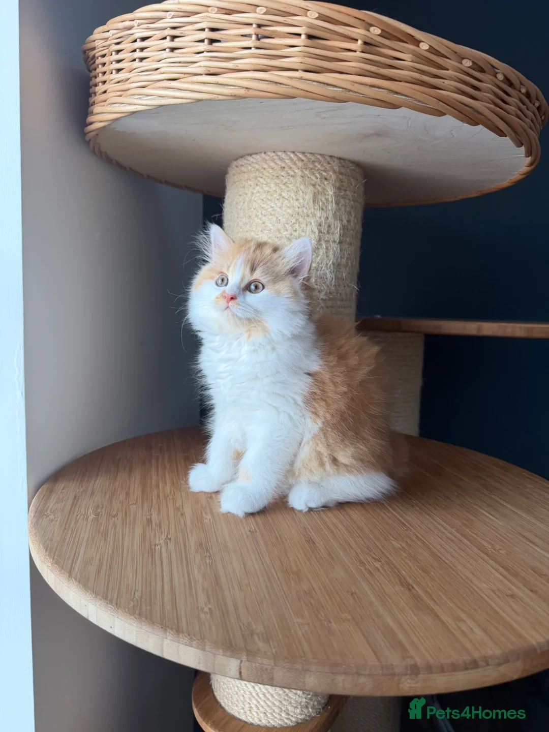 British Longhair cats for sale:     🤎 British Longhair Boys Ready End July in Beverley - Advert 2