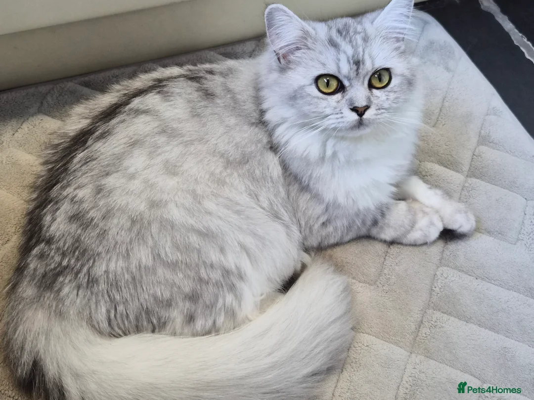 Persian cats for sale: Gorgeous Chincilla Perian kitten 😻 - Advert 2