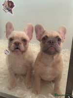 French Bulldog dogs - Advert 4