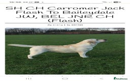 Labrador Retriever dogs for sale: Kc reg labrador retriever bitch - Image 3