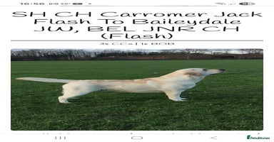 Labrador Retriever dogs - Advert 14