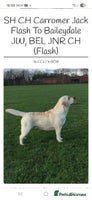 Labrador Retriever dogs - Advert 3