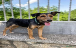 Mixed Breed dogs for adoption: 💖🐶 DAISY 🐶💖 - Image 5