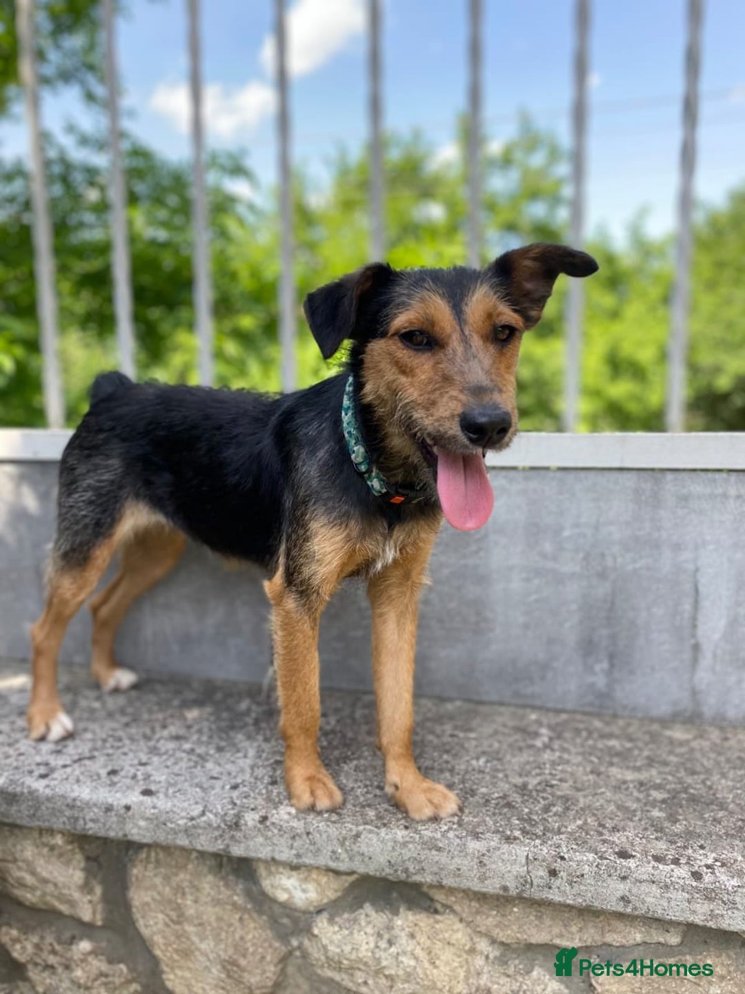 Mixed Breed dogs for adoption: 💖🐶 DAISY 🐶💖 - Image 5