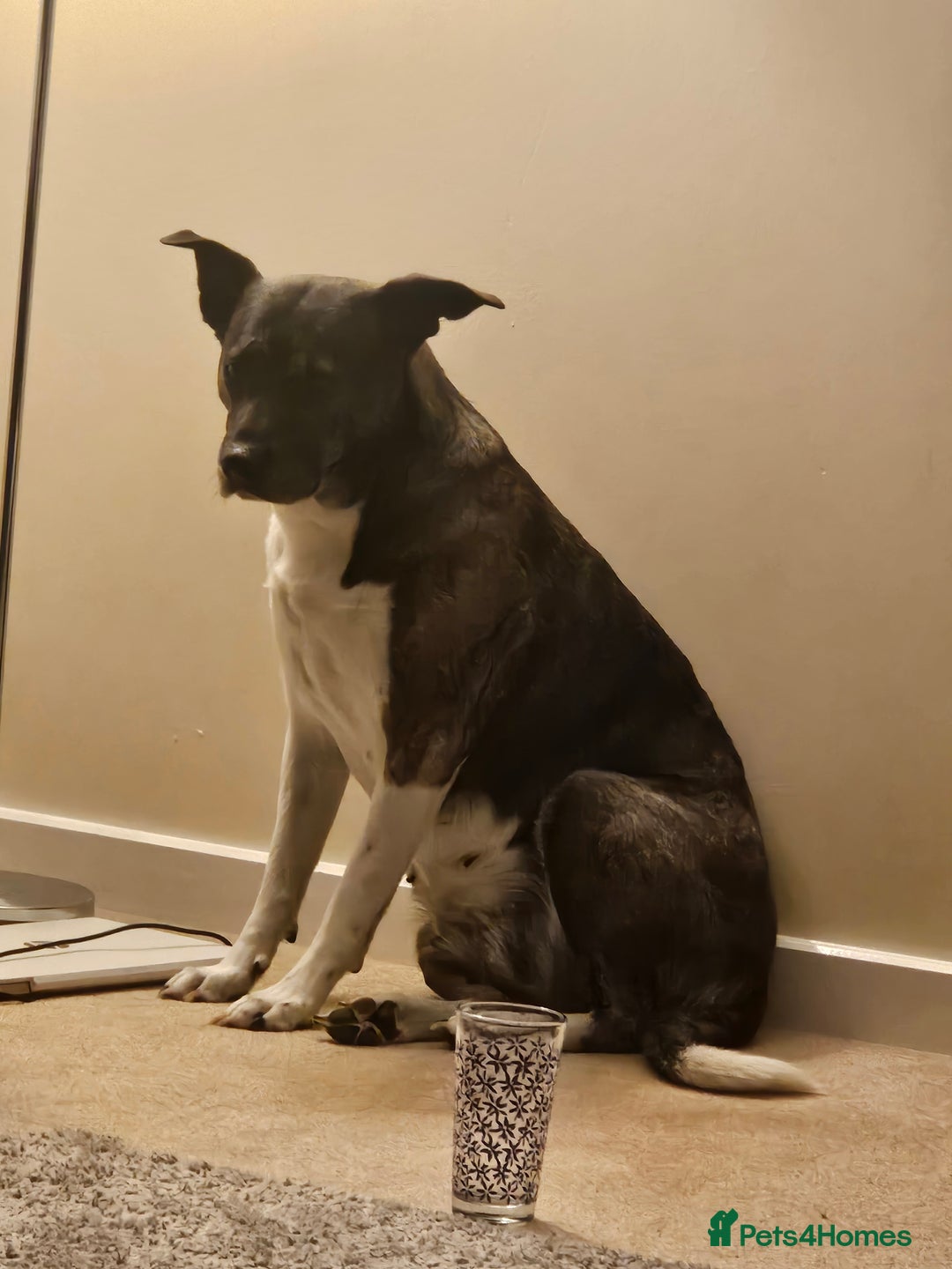 Mixed Breed dogs for sale: 🐾 Akita X Mastiff (Female, 7 Years Old, Spayed) - Image 4