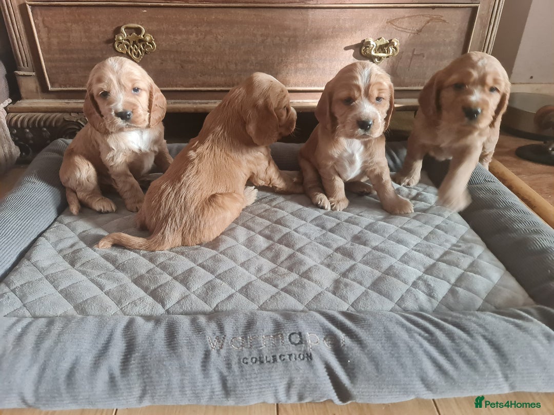 Cocker Spaniel dogs for sale: Golden Cocker Spaniel puppies (boy available) - Advert 12