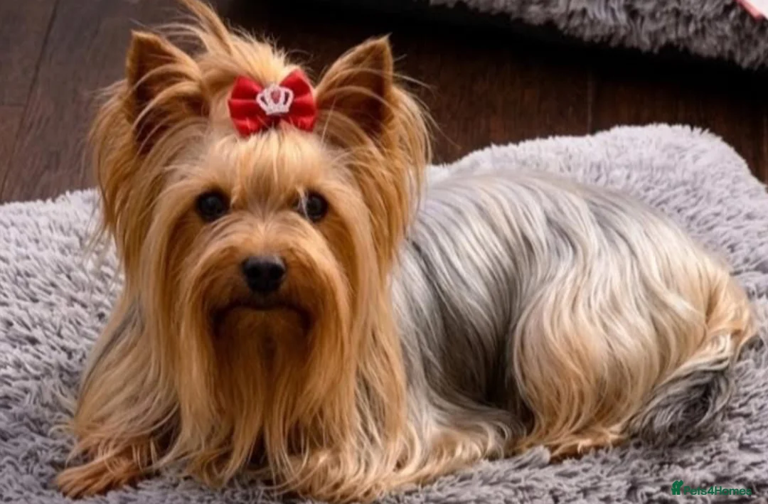 Yorkshire Terrier dogs for sale: Adorarable Yorkie Boys 5🌟Licenced Breeder - Advert 7