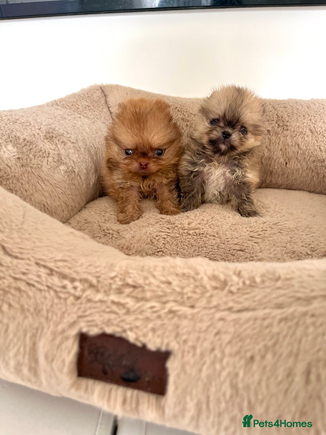 Pomeranian dogs for sale: Extremely Small🐻High Quality🏆Rare Beauty 🔥 - Advert 13