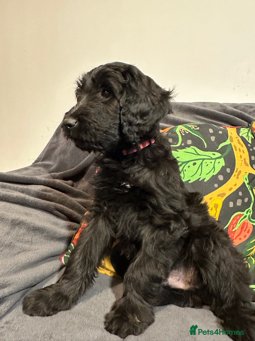 Goldendoodle dogs for sale: Black Phantom Goldendoodles Ready For A New Home! - Advert 2