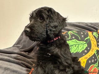 Goldendoodle dogs Black Phantom Goldendoodles Ready For A New Home! - Advert 15