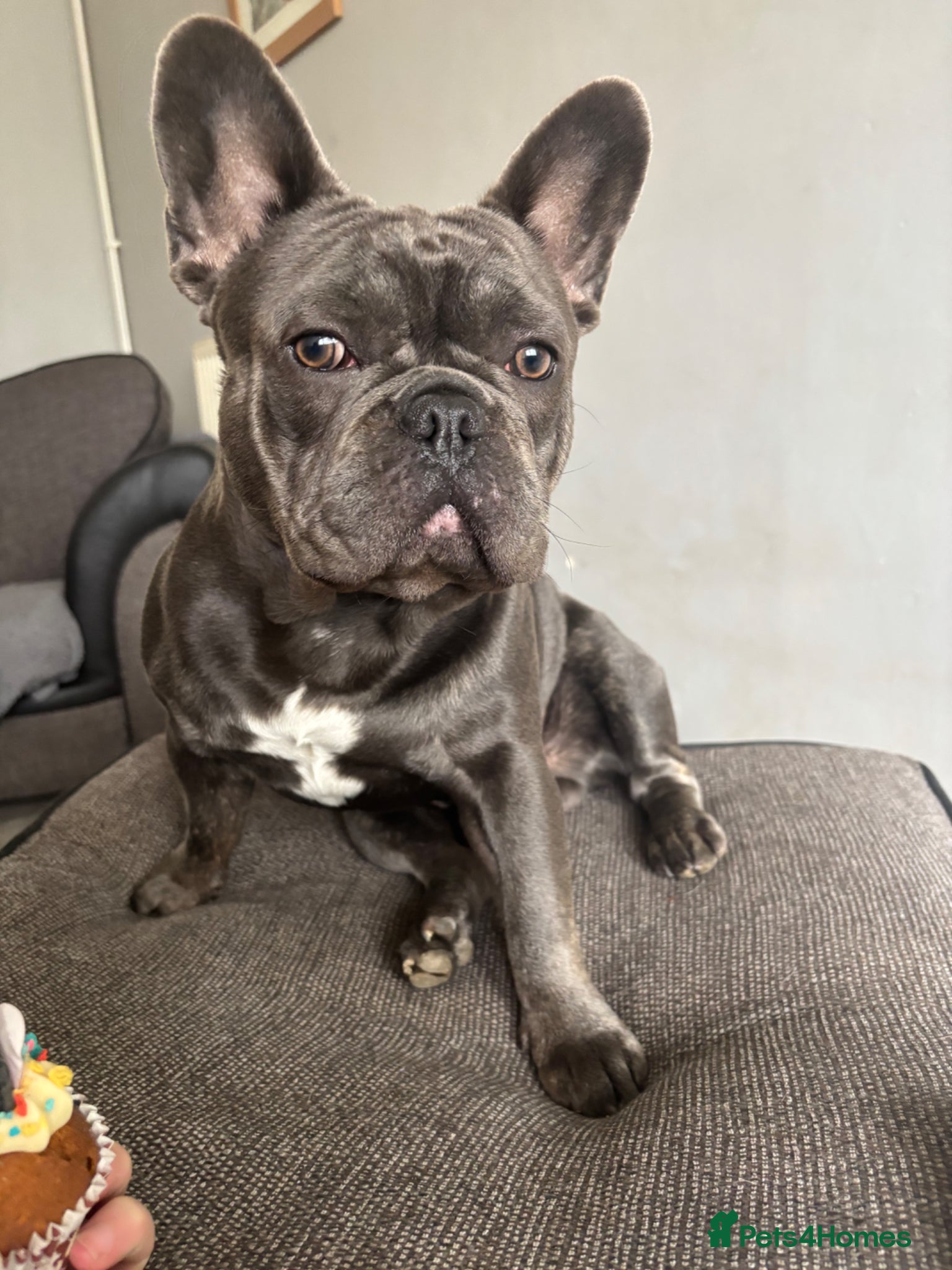 French Bulldog dogs Blue french bull dog Available for STUD - Advert 3