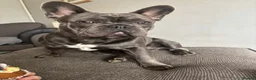 French Bulldog dogs for stud: Blue french bull dog Available for STUD - Advert 1