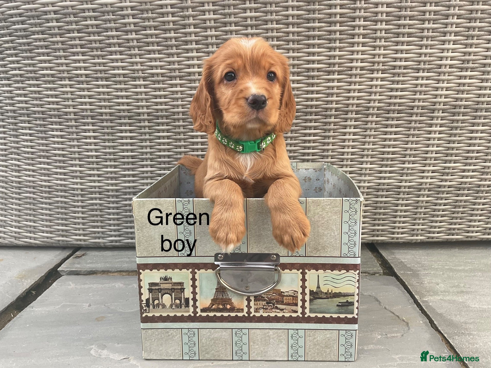 Cocker Spaniel dogs Hereditary clear working cocker spaniels - Advert 1