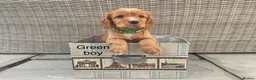 Cocker Spaniel dogs for sale: Hereditary clear working cocker spaniels in Ingatestone - Advert 6