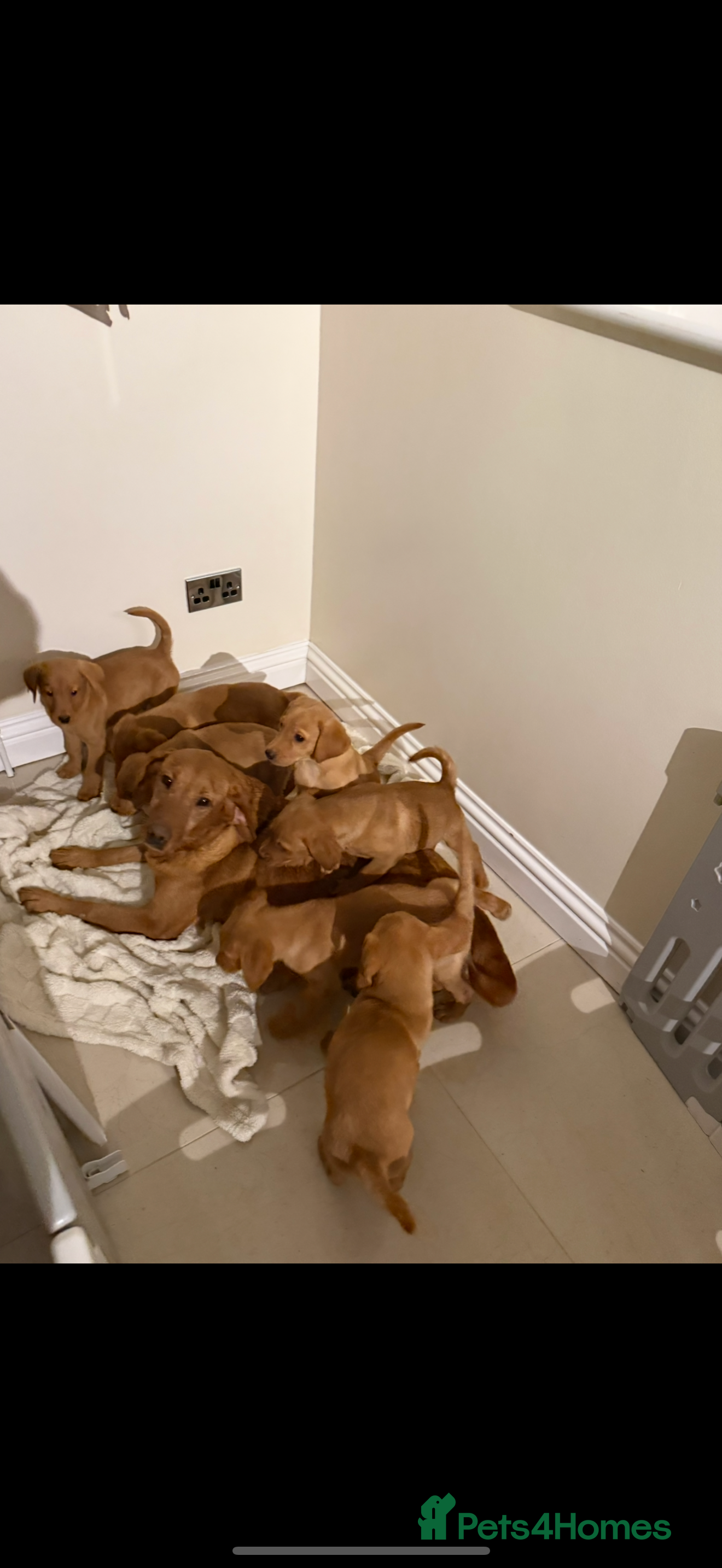 Labrador Retriever dogs Beautiful kc registered red Labrador puppy’s  - Advert 3