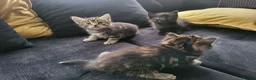 Mixed Breed cats for sale: 3 Gorgeous fluffy kittens. - Advert 6