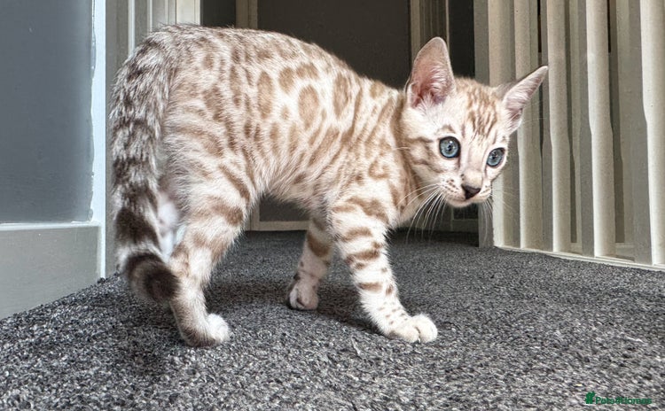 Bengal cats - Advert 2